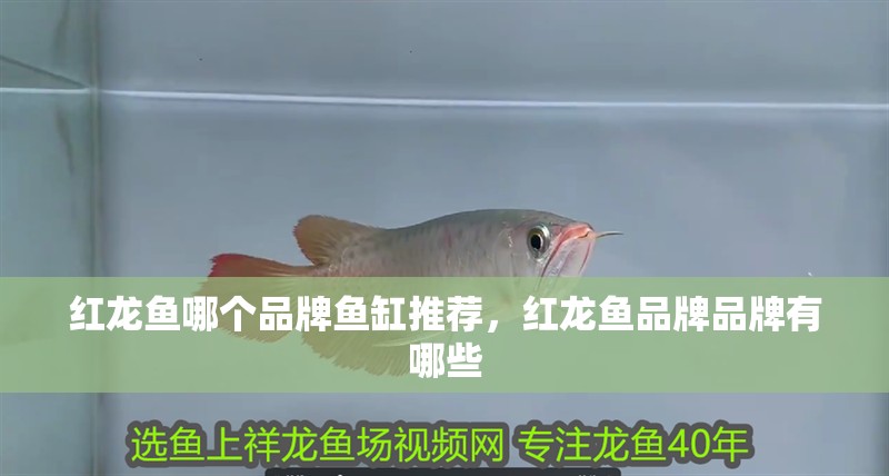 紅龍魚哪個品牌魚缸推薦，紅龍魚品牌品牌有哪些