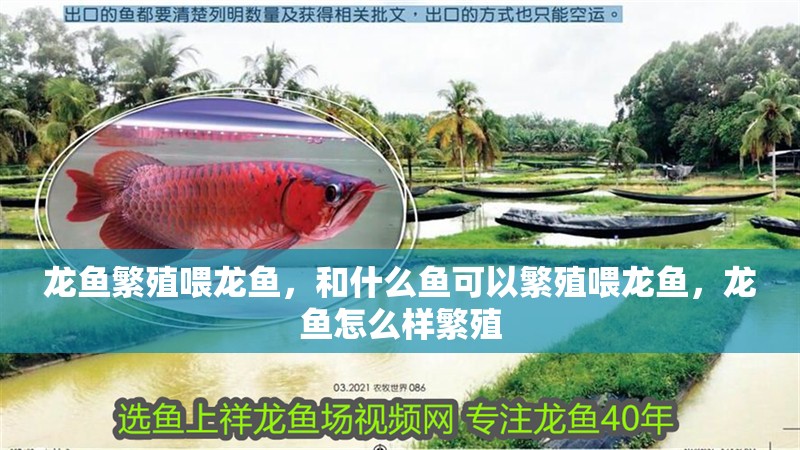 龍魚繁殖喂龍魚，和什么魚可以繁殖喂龍魚，龍魚怎么樣繁殖