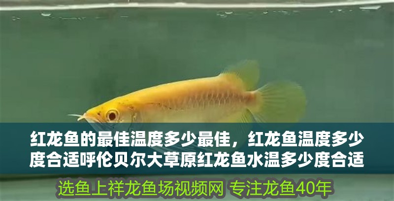 紅龍魚的最佳溫度多少最佳,紅龍魚溫度多少度合適呼倫貝爾大草原紅龍魚水溫多少度合適 觀賞魚百科 第3張 紅龍魚的最佳溫度多少最佳,紅龍魚溫度多少度合適呼倫貝爾大草原紅龍魚水溫多少度合適 紅龍魚的最佳溫度多少最佳,紅龍魚溫度多少度合適呼倫貝爾大草原紅龍魚水溫多少度合適 觀賞魚百科 第3張