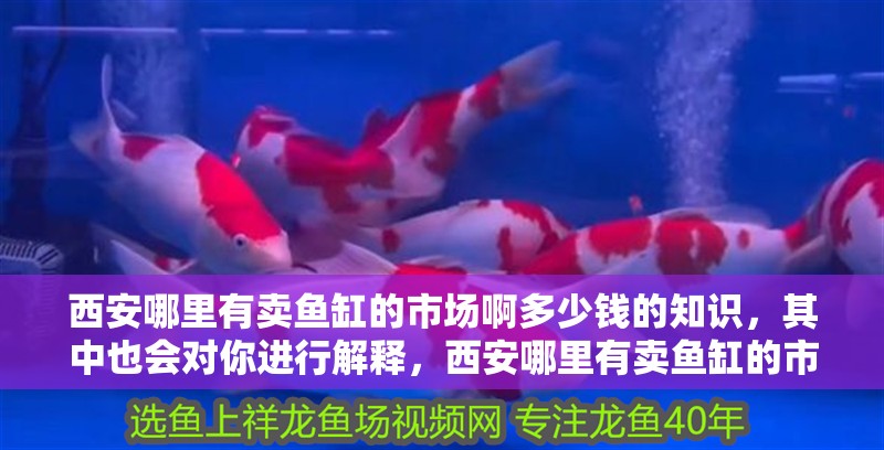 西安哪里有賣魚缸的市場啊多少錢的知識，其中也會對你進行解釋，西安哪里有賣魚缸的市場啊多少錢