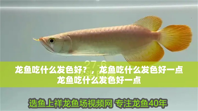 龍魚吃什么發色好？，龍魚吃什么發色好一點龍魚吃什么發色好一點
