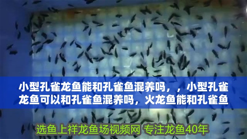 小型孔雀龍魚能和孔雀魚混養(yǎng)嗎，，小型孔雀龍魚可以和孔雀魚混養(yǎng)嗎，火龍魚能和孔雀魚混養(yǎng)嗎