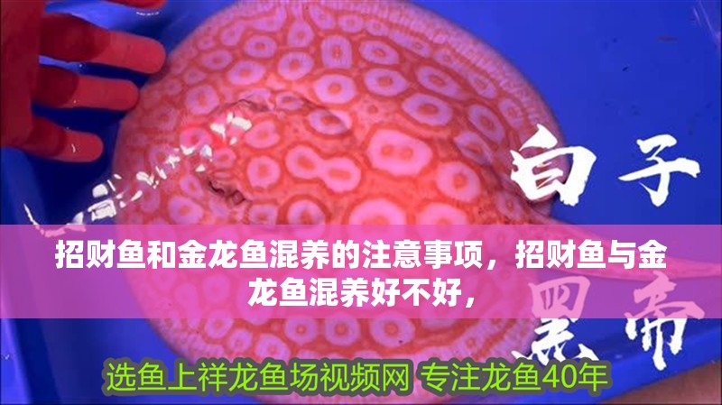 招財魚和金龍魚混養(yǎng)的注意事項，招財魚與金龍魚混養(yǎng)好不好，