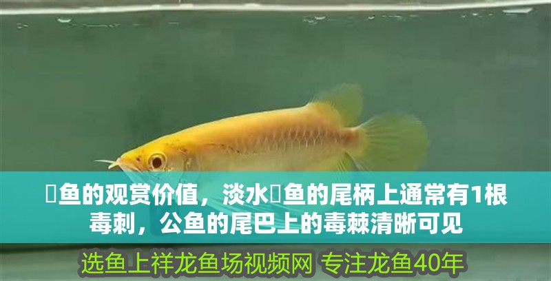 魟魚的觀賞價值，淡水魟魚的尾柄上通常有1根毒刺，公魚的尾巴上的毒棘清晰可見