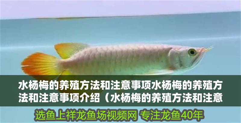 水楊梅的養殖方法和注意事項水楊梅的養殖方法和注意事項介紹（水楊梅的養殖方法和注意事項）