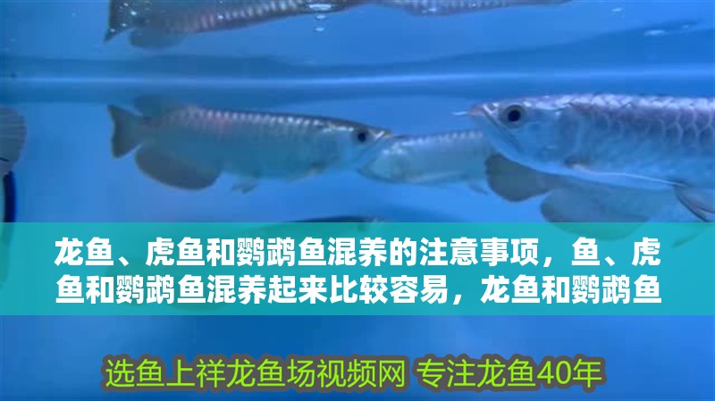 龍魚、虎魚和鸚鵡魚混養的注意事項，魚、虎魚和鸚鵡魚混養起來比較容易，龍魚和鸚鵡魚混養可以嗎