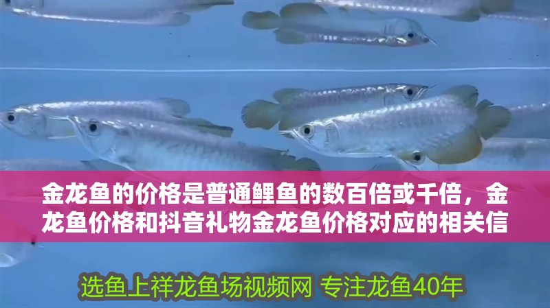 金龍魚的價格是普通鯉魚的數百倍或千倍，金龍魚價格和抖音禮物金龍魚價格對應的相關信息