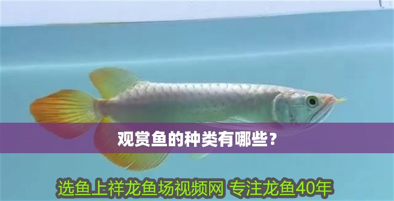 觀賞魚的種類有哪些？