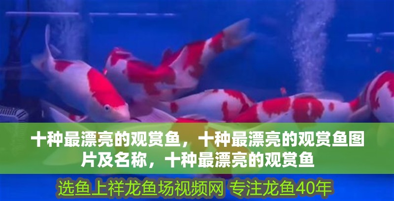 十種最漂亮的觀賞魚(yú)，十種最漂亮的觀賞魚(yú)圖片及名稱(chēng)，十種最漂亮的觀賞魚(yú)