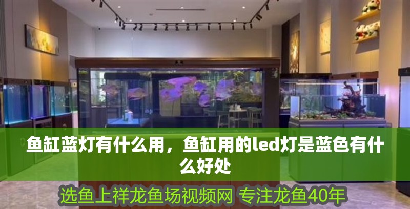 魚缸藍燈有什么用，魚缸用的led燈是藍色有什么好處