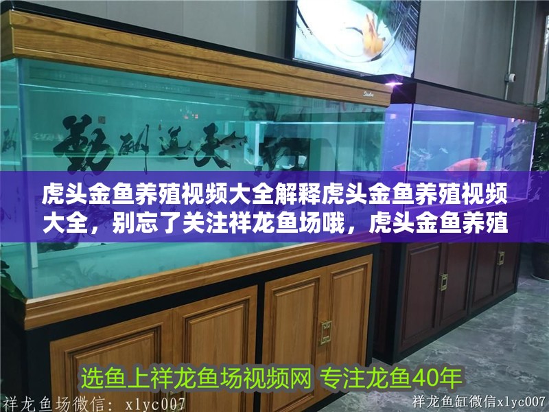 虎頭金魚養殖視頻大全解釋虎頭金魚養殖視頻大全，別忘了關注祥龍魚場哦，虎頭金魚養殖視頻