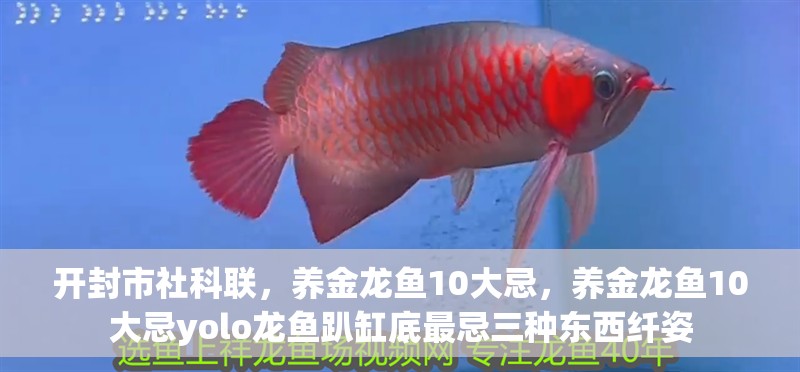 開(kāi)封市社科聯(lián)，養(yǎng)金龍魚(yú)10大忌，養(yǎng)金龍魚(yú)10大忌yolo龍魚(yú)趴缸底最忌三種東西纖姿