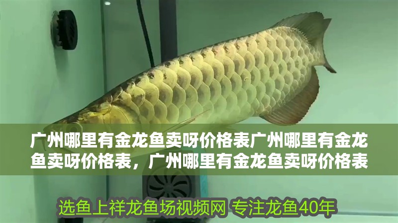 廣州哪里有金龍魚賣呀價格表廣州哪里有金龍魚賣呀價格表，廣州哪里有金龍魚賣呀價格表