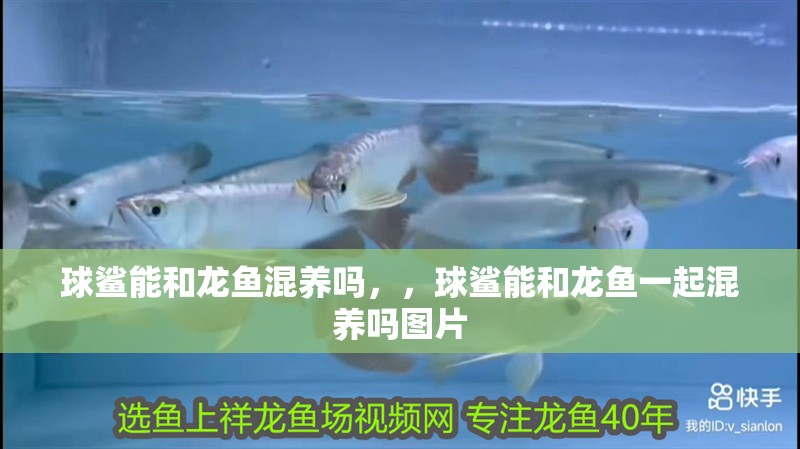 球鯊能和龍魚混養(yǎng)嗎，，球鯊能和龍魚一起混養(yǎng)嗎圖片
