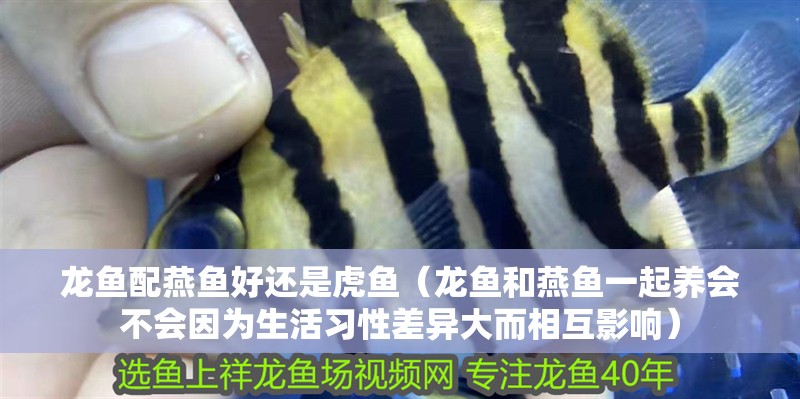 龍魚配燕魚好還是虎魚（龍魚和燕魚一起養(yǎng)會(huì)不會(huì)因?yàn)樯盍?xí)性差異大而相互影響）