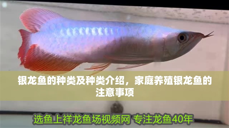 銀龍魚(yú)的種類(lèi)及種類(lèi)介紹，家庭養(yǎng)殖銀龍魚(yú)的注意事項(xiàng)
