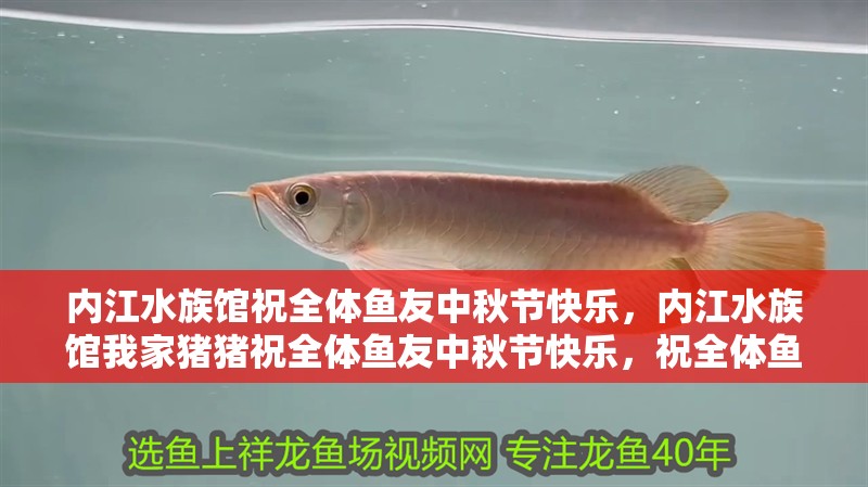 內江水族館祝全體魚友中秋節快樂，內江水族館我家豬豬祝全體魚友中秋節快樂，祝全體魚友合家幸福