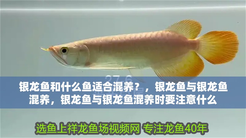 銀龍魚(yú)和什么魚(yú)適合混養(yǎng)？，銀龍魚(yú)與銀龍魚(yú)混養(yǎng)，銀龍魚(yú)與銀龍魚(yú)混養(yǎng)時(shí)要注意什么
