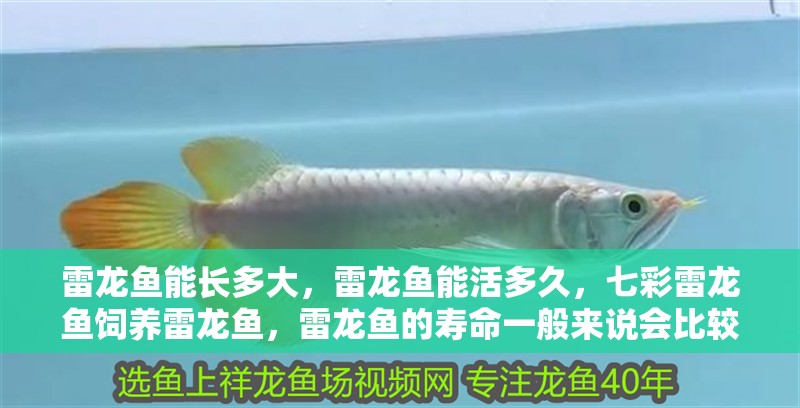 雷龍魚能長多大，雷龍魚能活多久，七彩雷龍魚飼養雷龍魚，雷龍魚的壽命一般來說會比較短