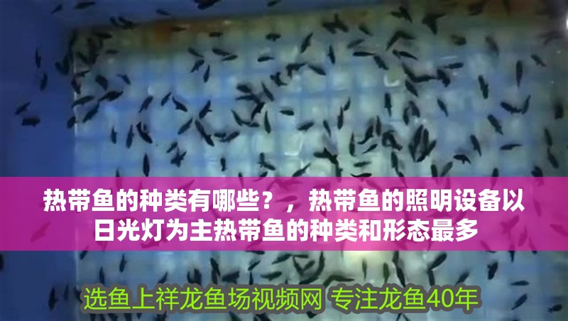 熱帶魚的種類有哪些？，熱帶魚的照明設備以日光燈為主熱帶魚的種類和形態最多