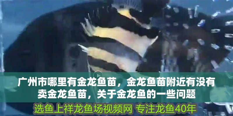 廣州市哪里有金龍魚苗，金龍魚苗附近有沒有賣金龍魚苗，關于金龍魚的一些問題
