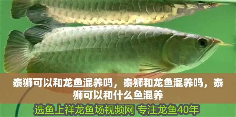 泰獅可以和龍魚混養嗎，泰獅和龍魚混養嗎，泰獅可以和什么魚混養