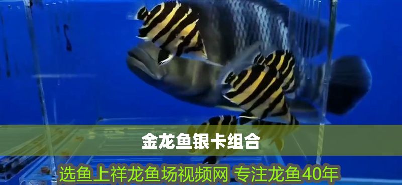 金龍魚銀卡組合