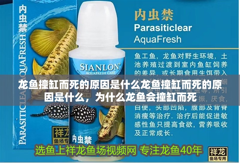 龍魚撞缸而死的原因是什么龍魚撞缸而死的原因是什么，為什么龍魚會撞缸而死