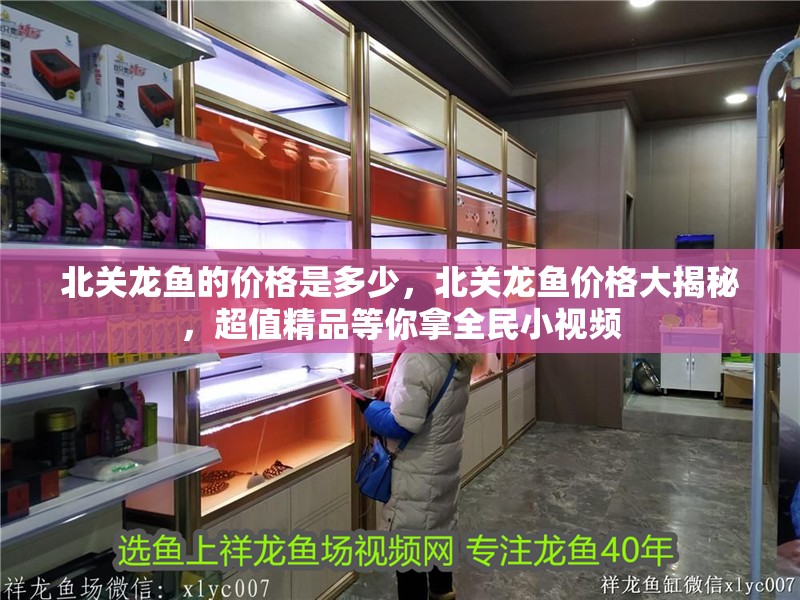 北關龍魚的價格是多少，北關龍魚價格大揭秘，超值精品等你拿全民小視頻