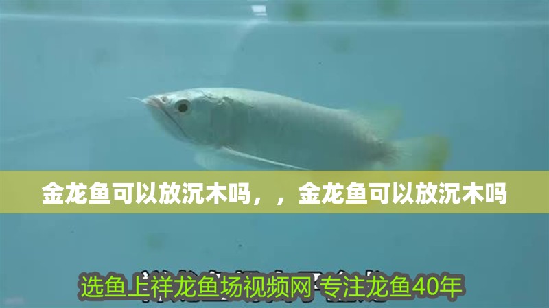 金龍魚可以放沉木嗎，，金龍魚可以放沉木嗎