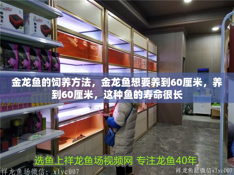 金龍魚的飼養方法，金龍魚想要養到60厘米，養到60厘米，這種魚的壽命很長