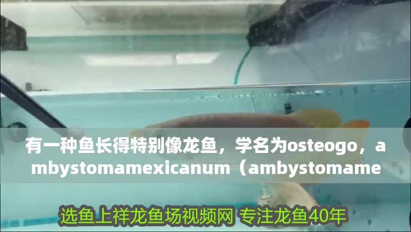 有一種魚長(zhǎng)得特別像龍魚，學(xué)名為osteogo，ambystomamexicanum（ambystomamexicanum）