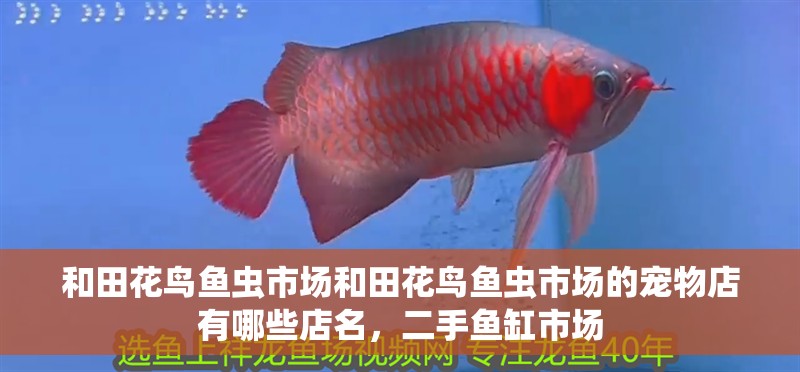 和田花鳥魚蟲市場和田花鳥魚蟲市場的寵物店有哪些店名，二手魚缸市場