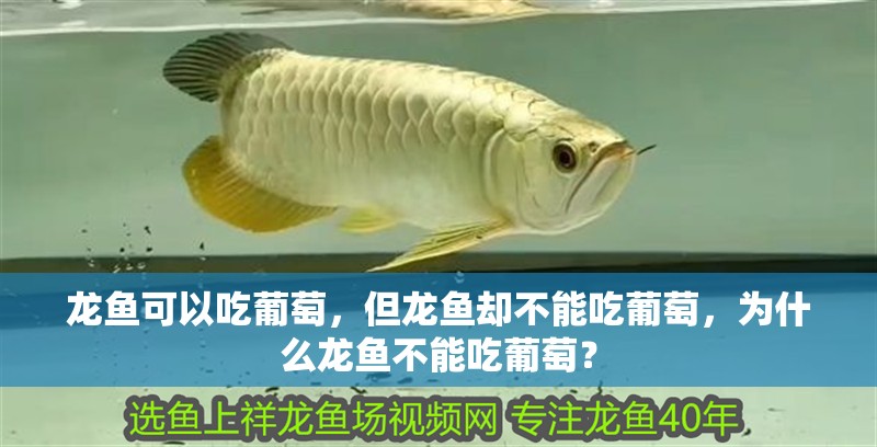 龍魚可以吃葡萄，但龍魚卻不能吃葡萄，為什么龍魚不能吃葡萄？