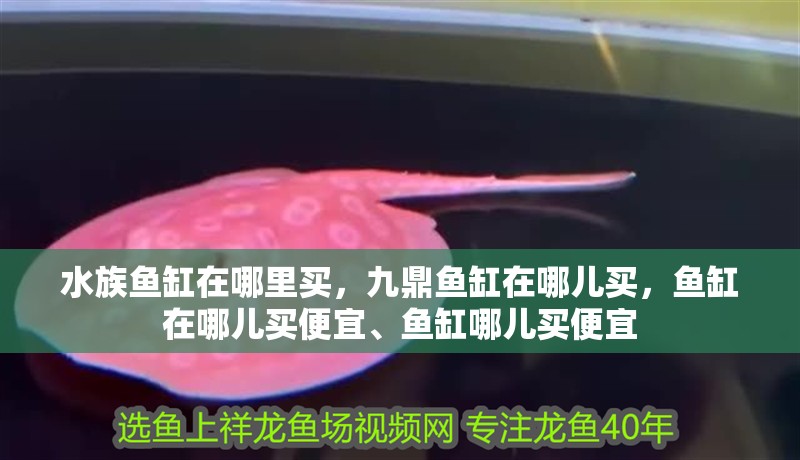 水族魚缸在哪里買，九鼎魚缸在哪兒買，魚缸在哪兒買便宜、魚缸哪兒買便宜