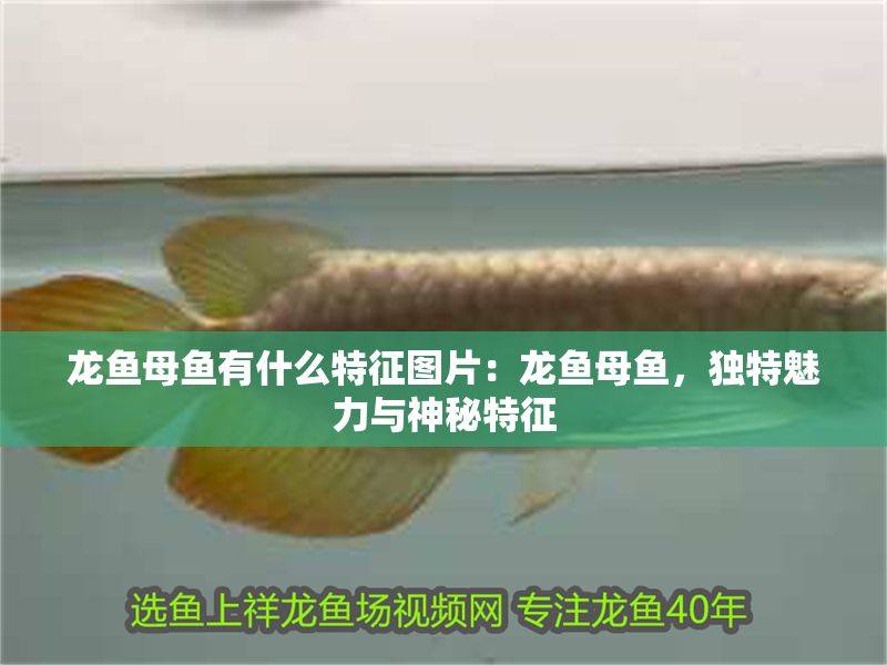 龍魚母魚有什么特征圖片：龍魚母魚，獨特魅力與神秘特征