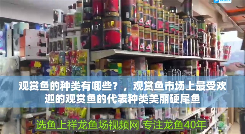 觀賞魚(yú)的種類有哪些？，觀賞魚(yú)市場(chǎng)上最受歡迎的觀賞魚(yú)的代表種類美麗硬尾魚(yú)