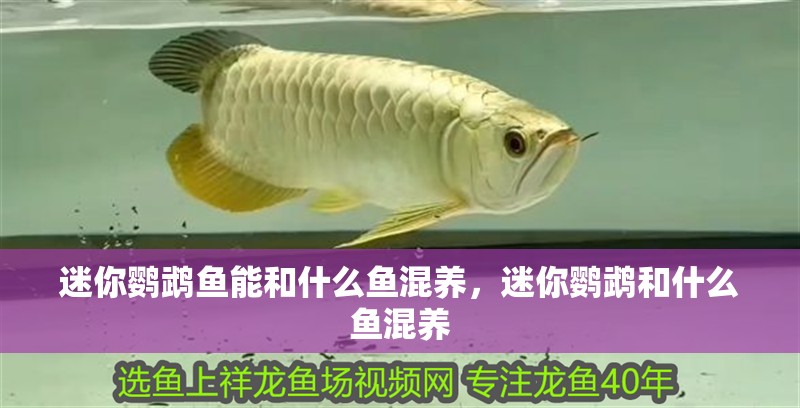 迷你鸚鵡魚(yú)能和什么魚(yú)混養(yǎng)，迷你鸚鵡和什么魚(yú)混養(yǎng)