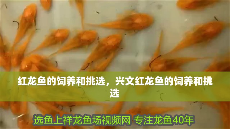 紅龍魚的飼養和挑選，興文紅龍魚的飼養和挑選