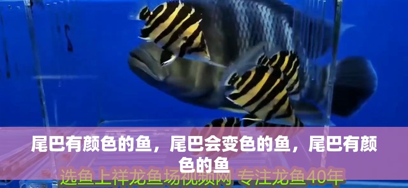 尾巴有顏色的魚，尾巴會變色的魚，尾巴有顏色的魚