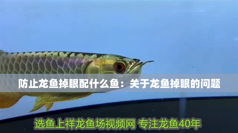 防止龍魚掉眼配什么魚：關(guān)于龍魚掉眼的問題