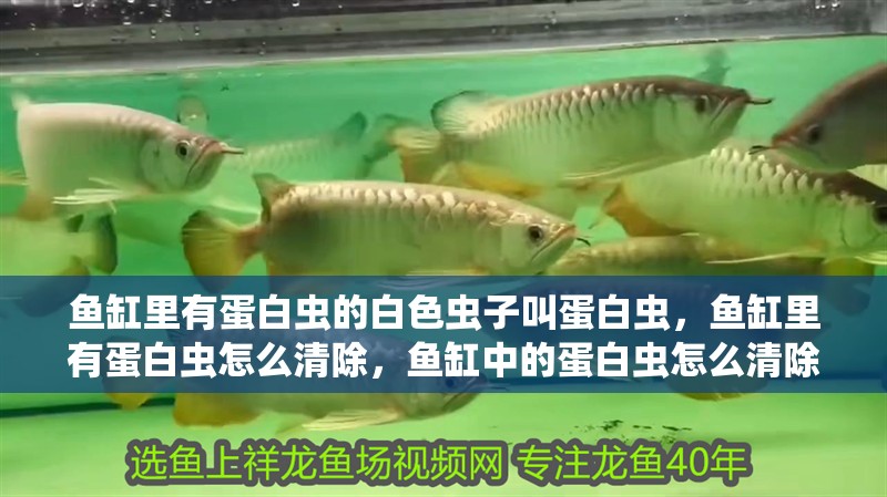 魚缸里有蛋白蟲的白色蟲子叫蛋白蟲，魚缸里有蛋白蟲怎么清除，魚缸中的蛋白蟲怎么清除