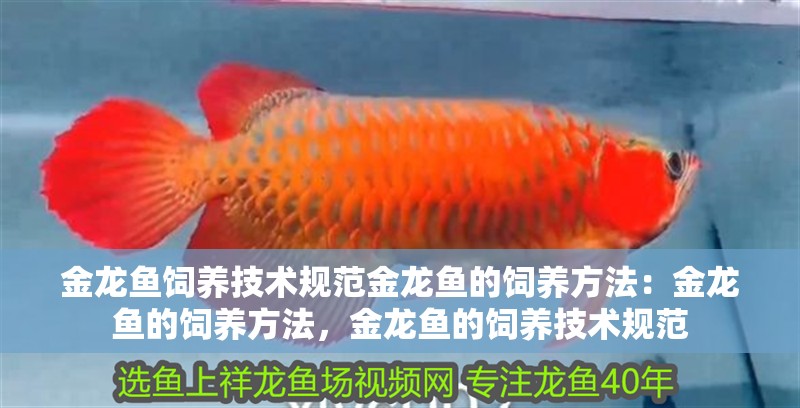 金龍魚飼養技術規范金龍魚的飼養方法：金龍魚的飼養方法，金龍魚的飼養技術規范