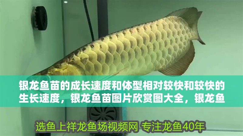 銀龍魚苗的成長速度和體型相對較快和較快的生長速度，銀龍魚苗圖片欣賞圖大全，銀龍魚苗的成長速度和體型相對較大