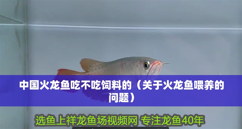 中國火龍魚吃不吃飼料的（關于火龍魚喂養的問題）