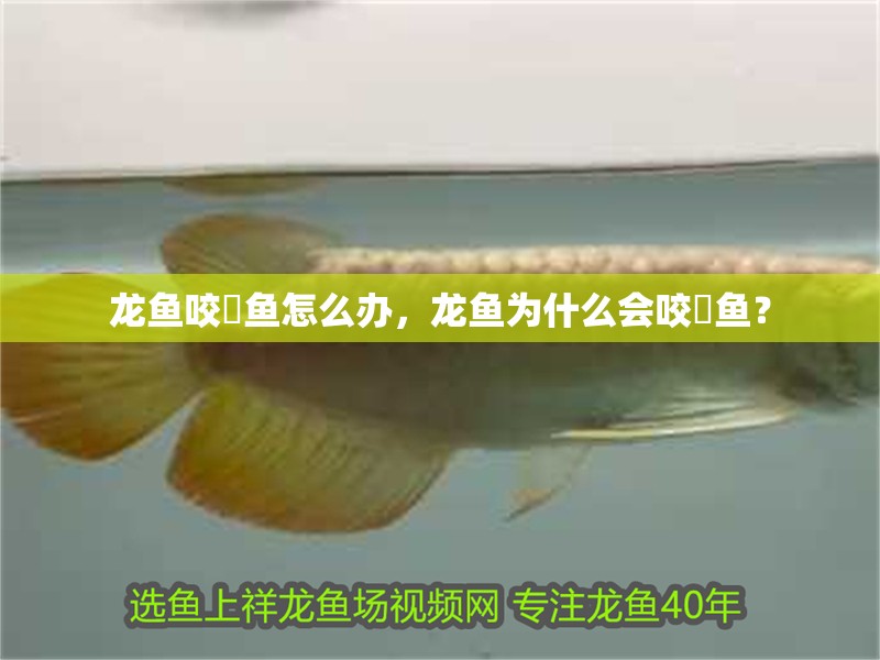 龍魚咬魟魚怎么辦，龍魚為什么會咬魟魚？