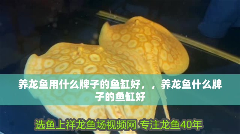 養龍魚用什么牌子的魚缸好，，養龍魚什么牌子的魚缸好