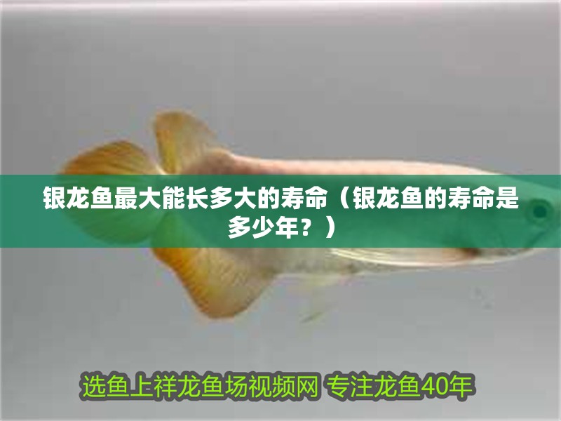 銀龍魚最大能長多大的壽命（銀龍魚的壽命是多少年？）