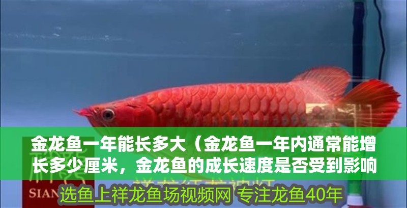 金龍魚一年能長多大（金龍魚一年內通常能增長多少厘米，金龍魚的成長速度是否受到影響）