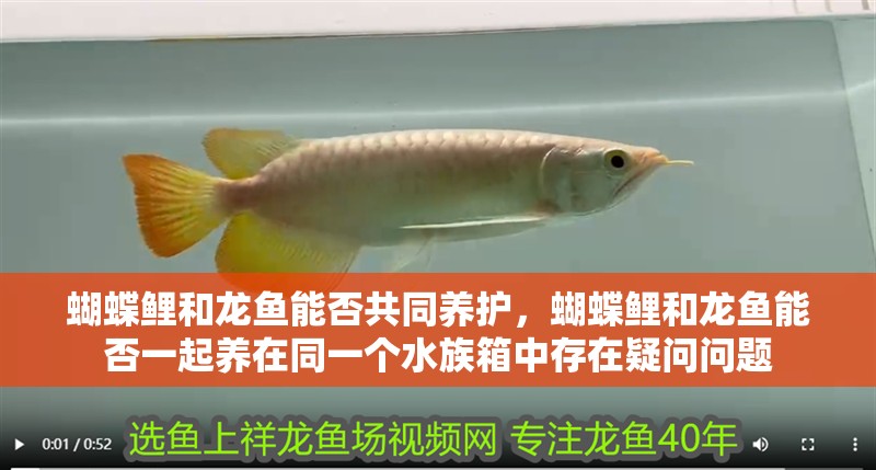 蝴蝶鯉和龍魚能否共同養(yǎng)護，蝴蝶鯉和龍魚能否一起養(yǎng)在同一個水族箱中存在疑問問題